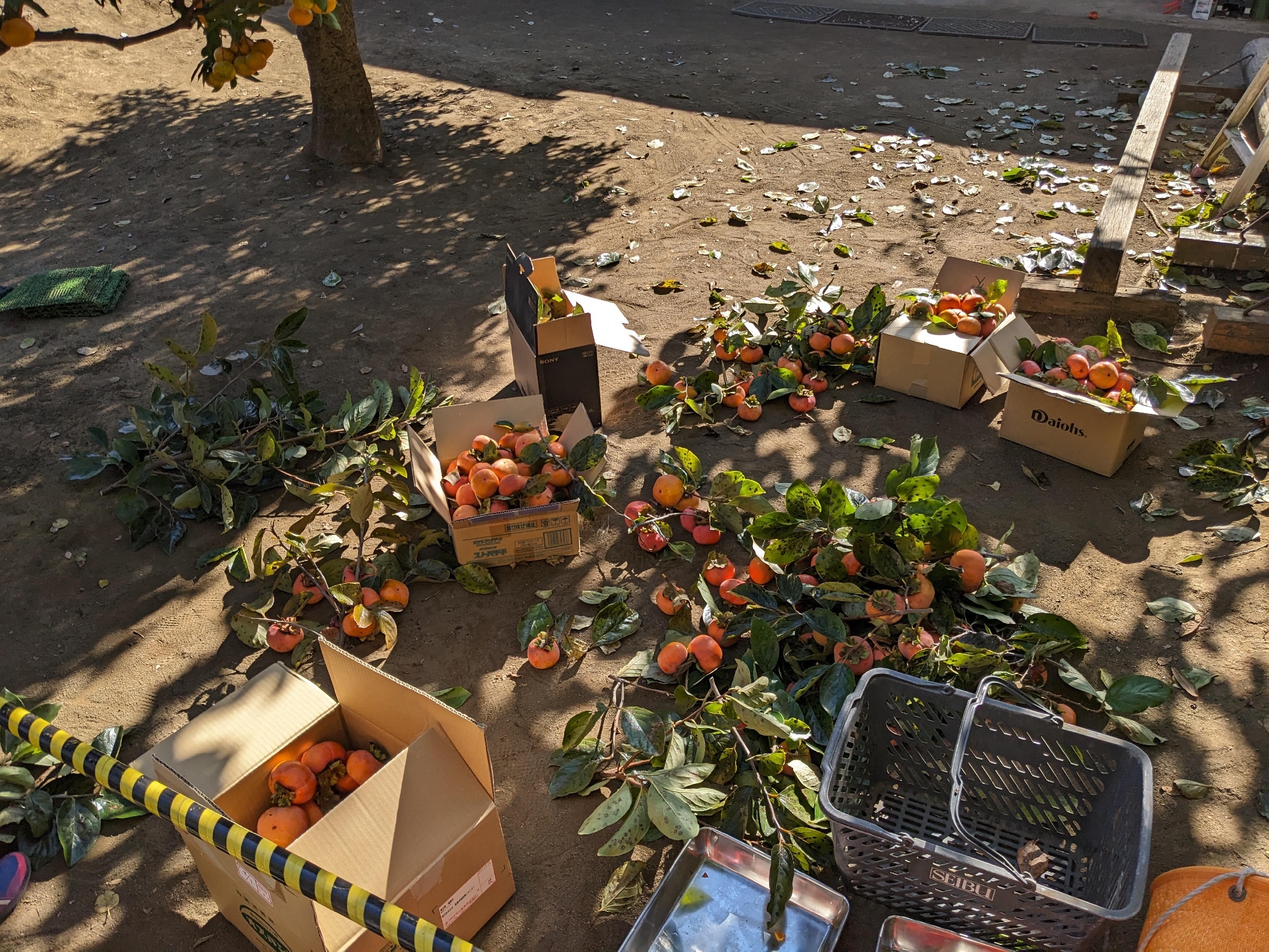 柿（収穫体験）