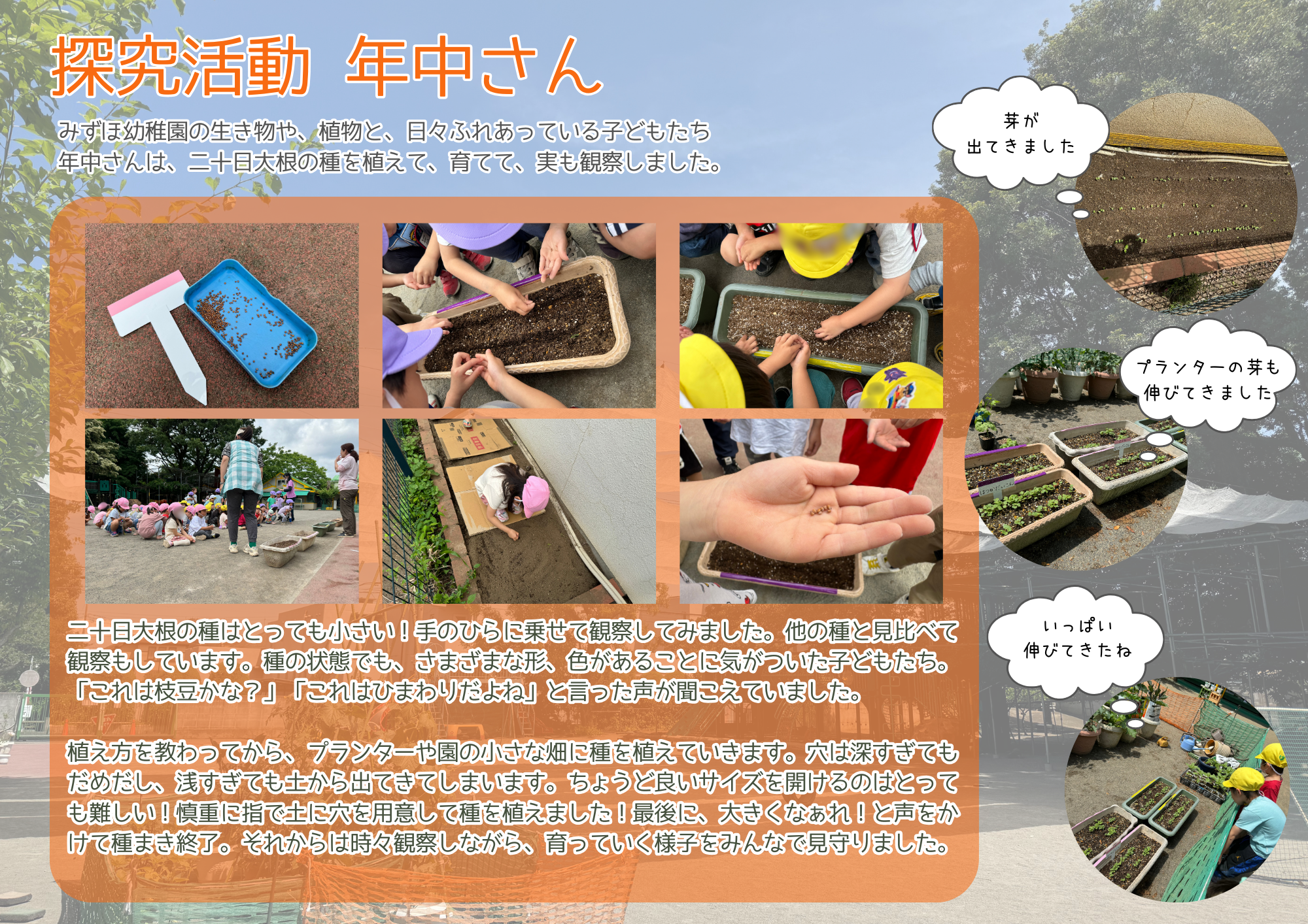 4月・6月の年中さん　探究活動　〜二十日大根〜