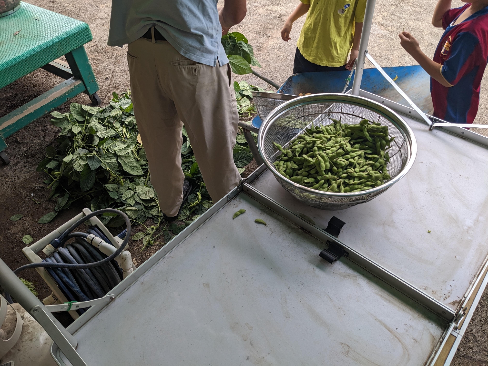 食育（えだまめ）