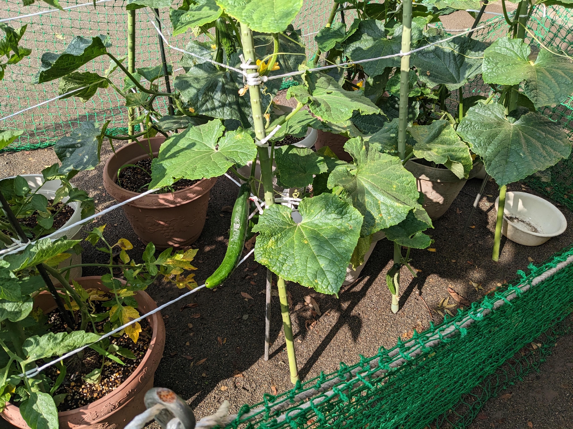 食育（きゅうり）