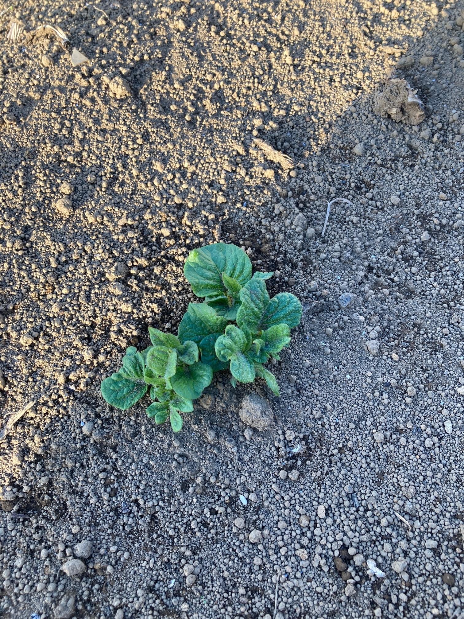 今年もジャガイモの芽が出ました。