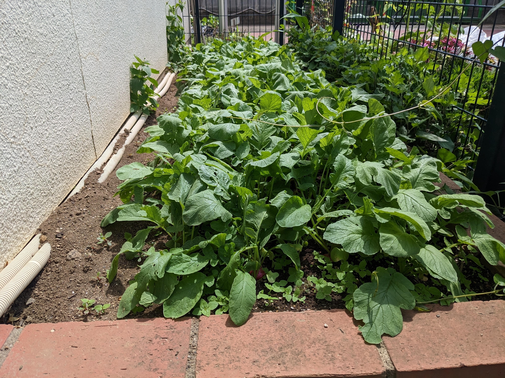 はつかだいこん