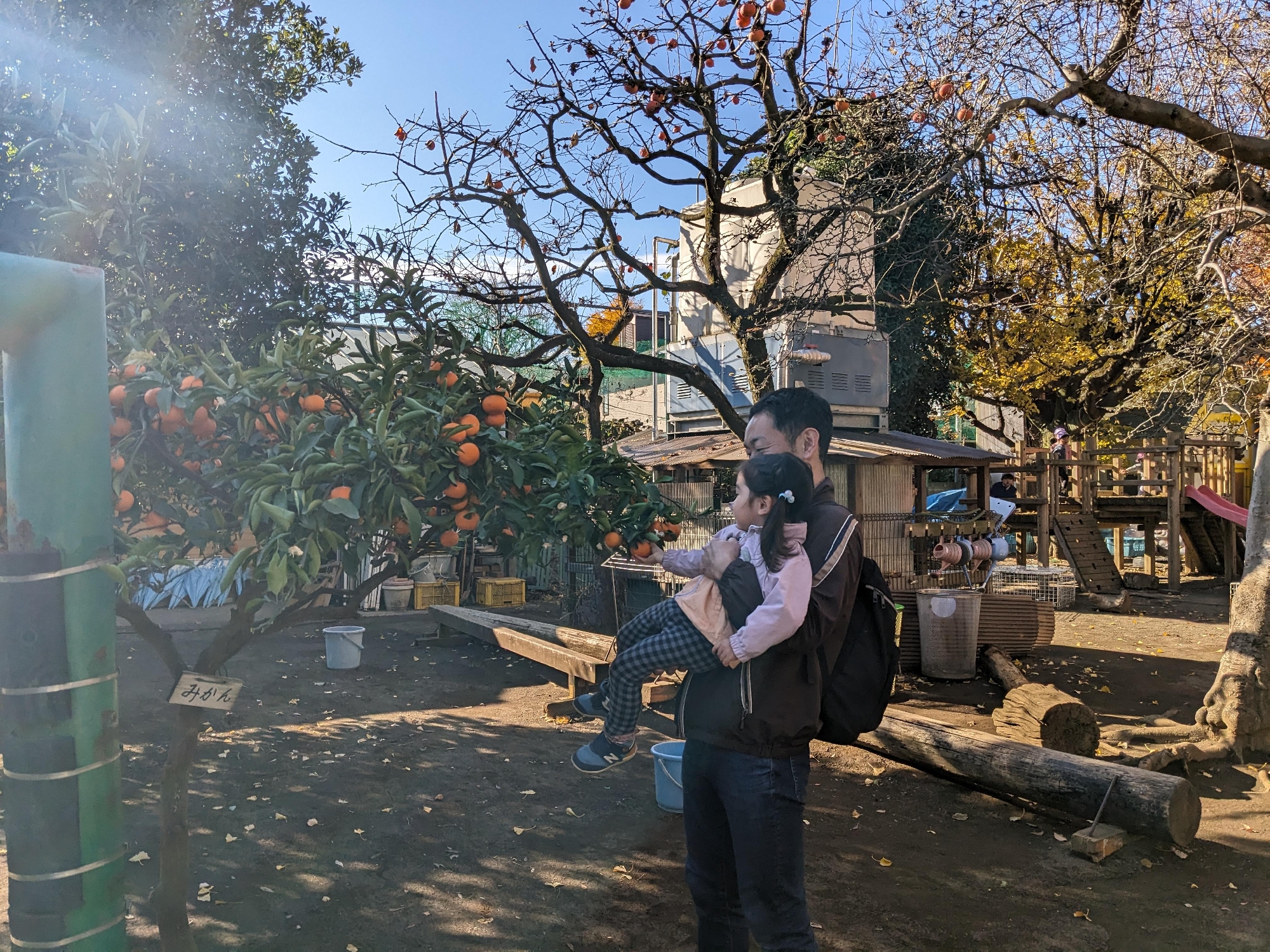 未就園児大根抜き