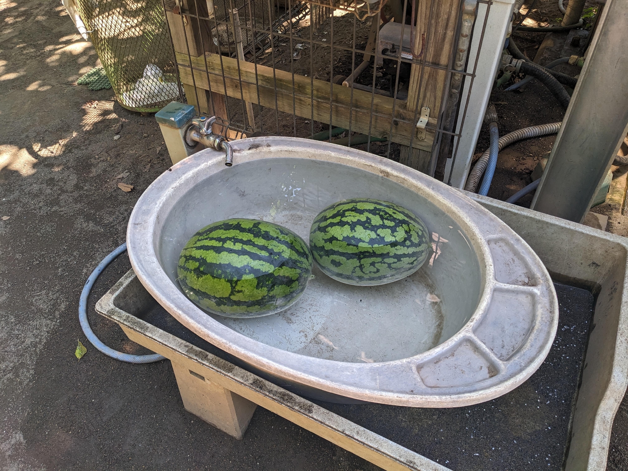 食育（スイカ）