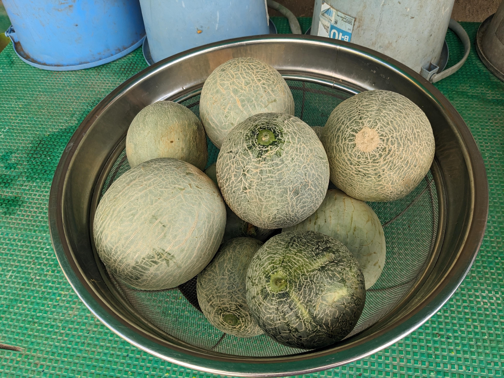 食育（メロン）