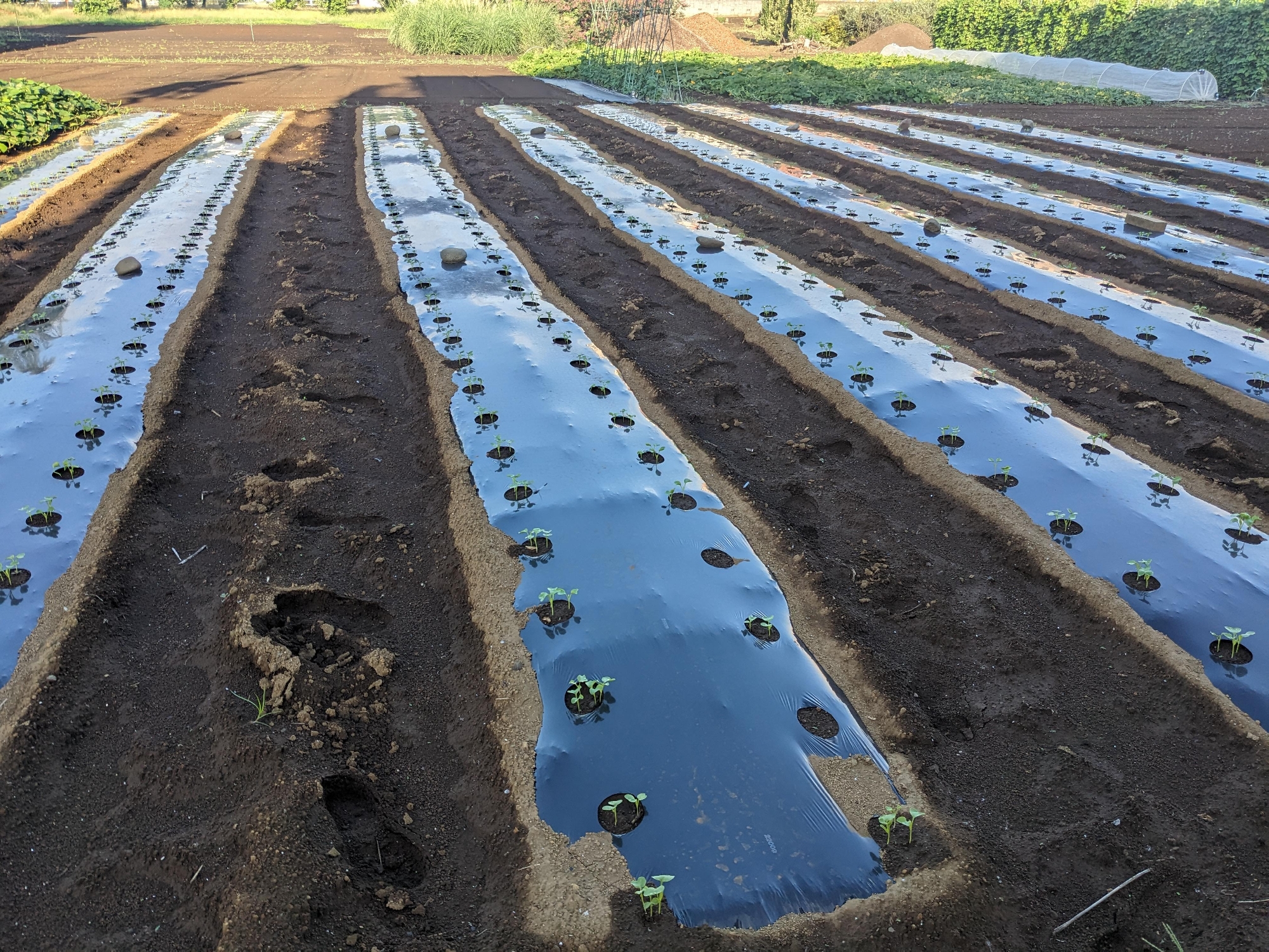 2学期と3学期の収穫に向けて
