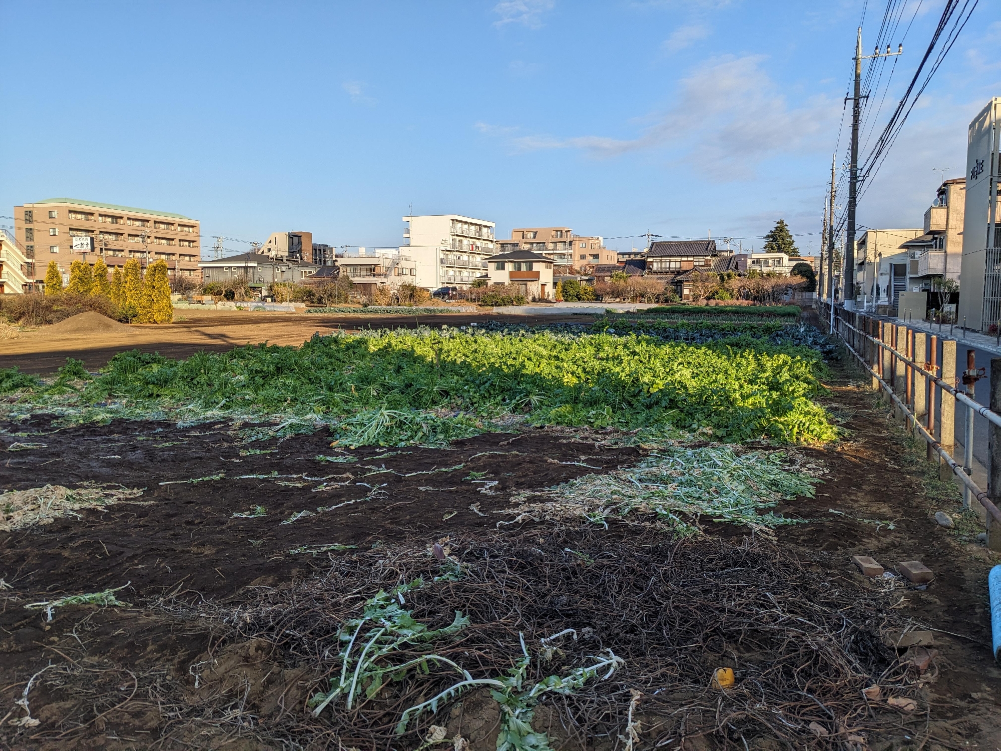 最後の大根抜き