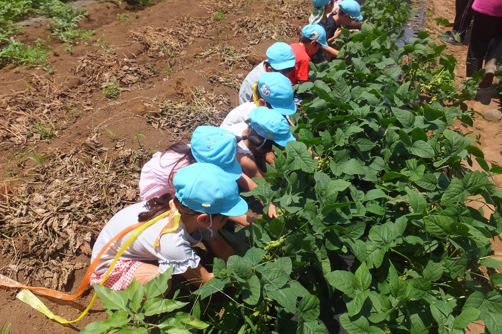 枝豆の収穫（年長）