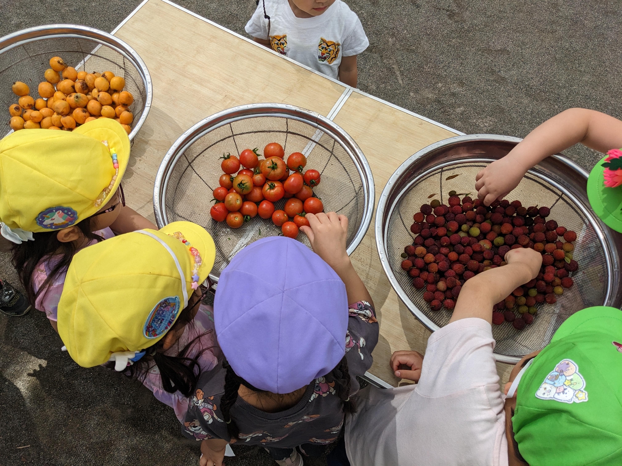 食育（トマト、やまもも）